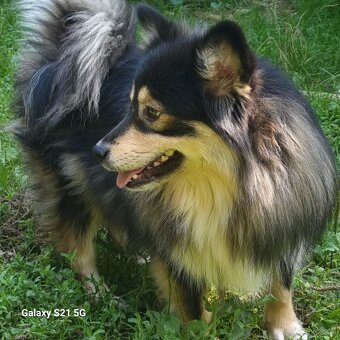 Fínsky laponský pes - 4