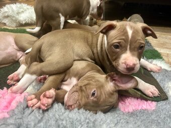 Americky pitbull terier - 4