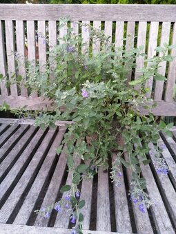 Kocúrnik - medonosná, nenáročná trvalka - 4