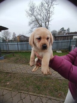 Predám šteniatka Labradora - 4
