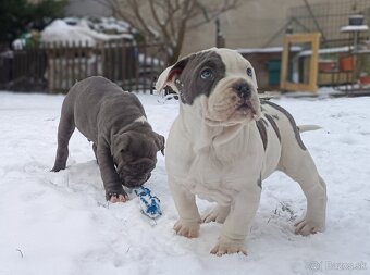 American bully XL - 4