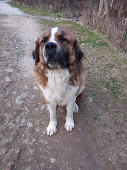 Moskovský strážny pes - 4