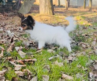 Krásny mini trikolórny papillon FCI sučka - 4