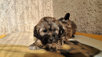 Maltipoo - 4