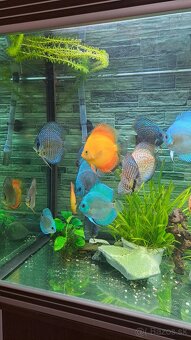 Discus - 4