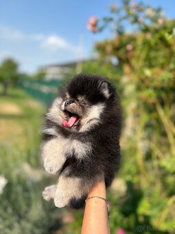 Pomeranian - 4