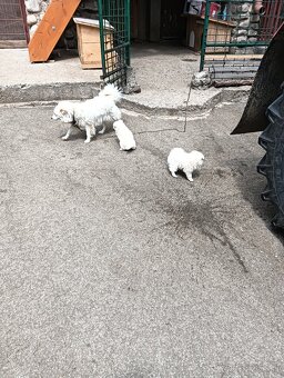 Nemecký špic - 4
