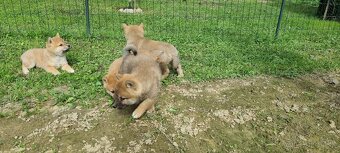 Shiba - 4
