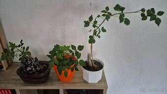 Bursera fagaroides - 4