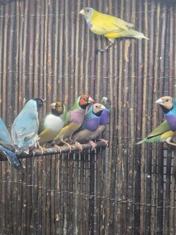 Amadina Gouldova - drobotina - 4