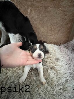 Predám šteniatka – Border kólia x mix (pracovní rodičia) - 4