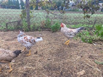 Predam mlade kohutiky cream legbar a svedska kvetina - 4