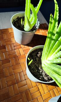 Aloe vera - 4