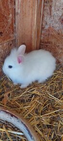 Zakrslý zajac , králik - 4