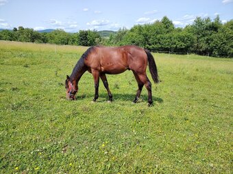 American Paint Horse - 4