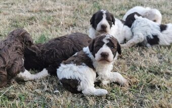 Lagotto Romagnolo steniatko - 4