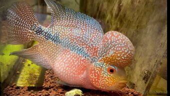 Flowerhorn Super Red Dragon - 4