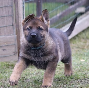 Německý ovčák s PP - 4