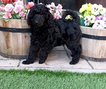 Pudel pudlík psík s PP - 4