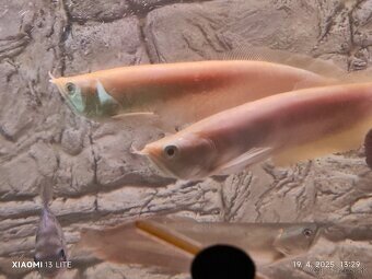 aligator gar spatula albino TOP CENA 220E +arowany - 4