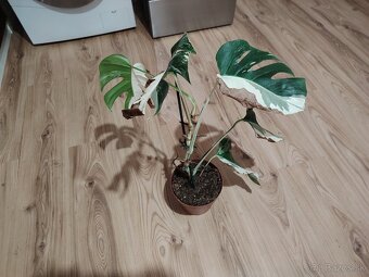 Monstera ALBO - 4