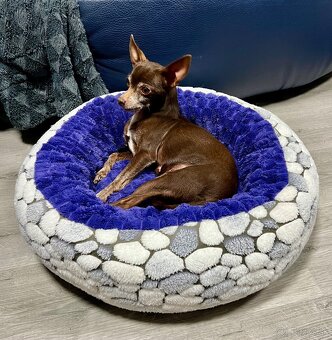 Darujem čivavku Fenku čokoladová - 4