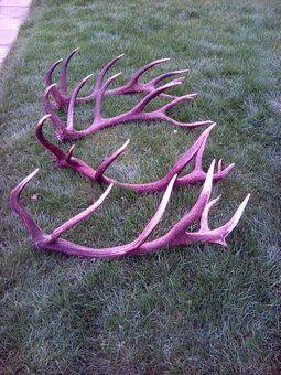 Jelenie zhody predaj - 4