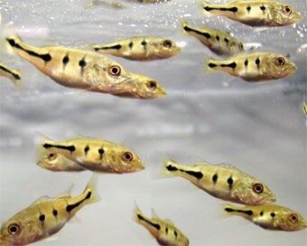 arapaima gigas /novy import 6-2025 - 4