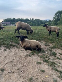 Suffolk - 4