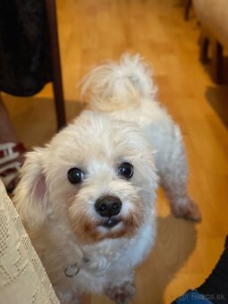 Darujem maltézského psíka / maltezáka - 4