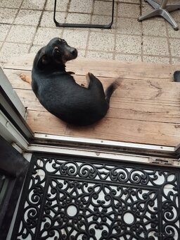 Darujem fenku 3ročnú - 4