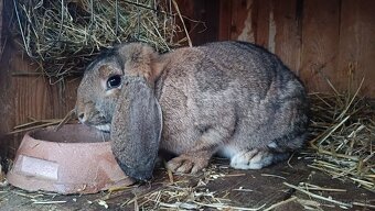 Francúzsky baran - 4