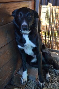 Krátkosrstá border kólia s PP - 4