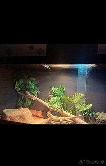 Terárium +agama - 4