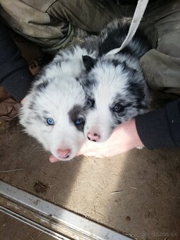 Borderkolia psíkovia - 4