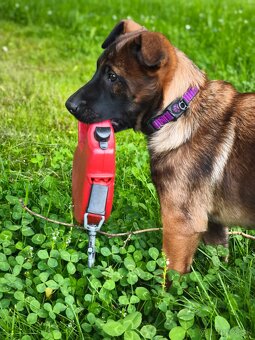 Belgický ovčák malinois - 4