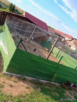 Predám siete na voliere - 4