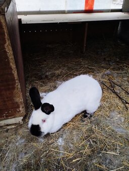 Kalifornský králik predaj - 4