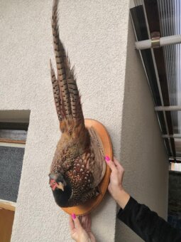 Polovnicke trofeje - 4