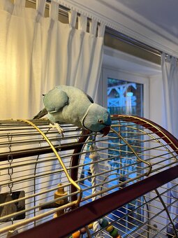 Alexander malý + klietka - 4