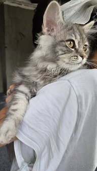 Perzske ragdoll maciatka - 4