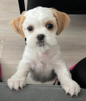 Čistokrvné Shih-tzu s PP - 4