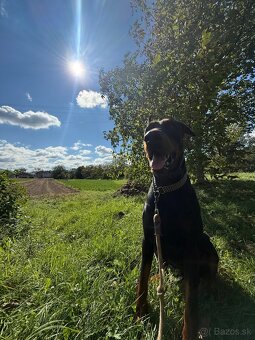DOBERMAN s PP na predaj - 4