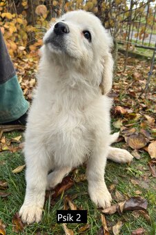 Slovenský čuvač - 4