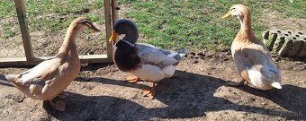 Saské kačky NV - 4