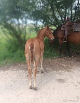 Quarter horse - 4