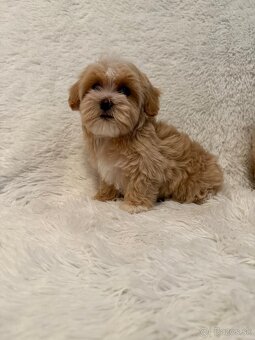 Maltipoo - 4