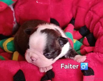 Boston,Bostonský teriér,Boston Terrier s PP - 4