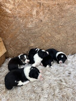 Predám šteniatka border kólie - 4