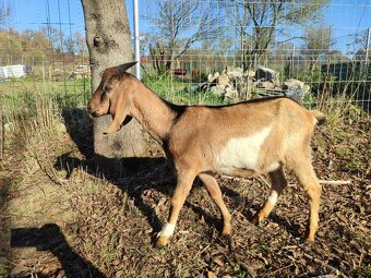 Anglonubijsky cap - 4